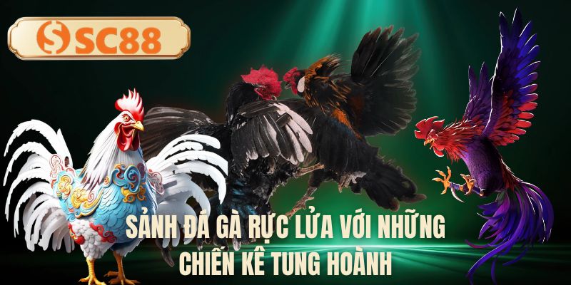 Sảnh đá gà rực lửa với những chiến kê tung hoành